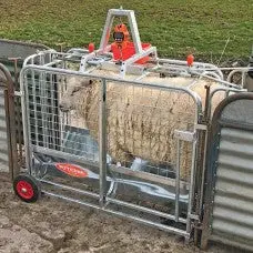 Digital Lamb Scale 1