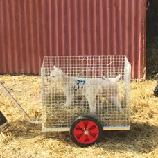 Lampram For Hauling Lambs 1