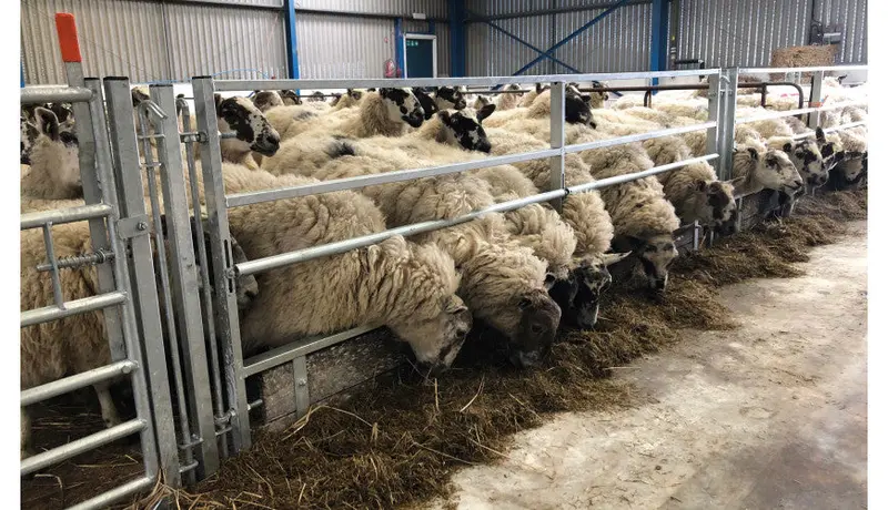 Ritchie 10Ft & 15Ft Horizontal Rail Sheep Feed Barrier -3510G & 3515G 1