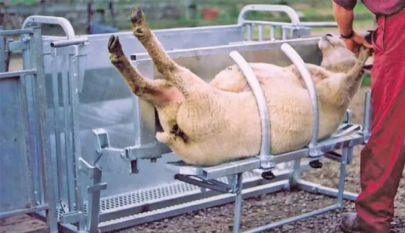 Ritchie Sheep Turn Over Crate 1